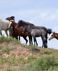 Mustangs of the Badlands-1534