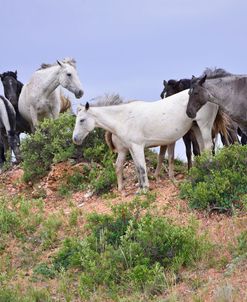 Mustangs of the Badlands-1636