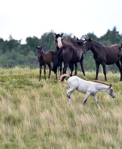 Mustangs of the Badlands-1723