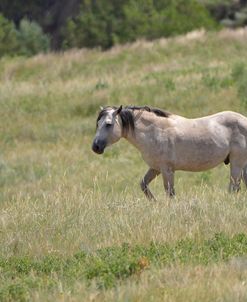 Mustangs of the Badlands-1742