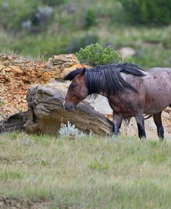 Mustangs of the Badlands-1760