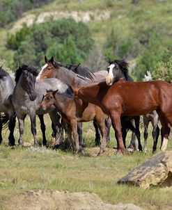 Mustangs of the Badlands-1789