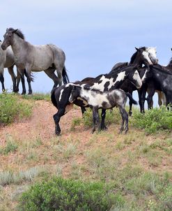 Mustangs of the Badlands-1610