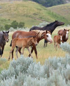 Mustangs of the Badlands-1621