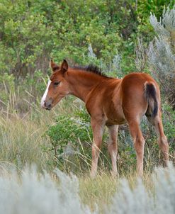 Mustangs of the Badlands-1630