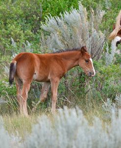 Mustangs of the Badlands-1631