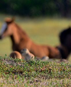 Mustangs of the Badlands-1859