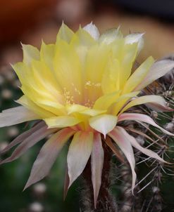 Cactus Flowers 1010