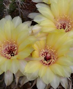 Cactus Flowers 1016