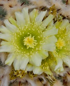 Cactus Flowers 1019