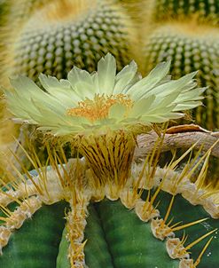 Cactus Flowers 1036