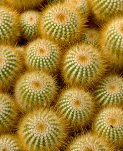 Cactus Flowers 1040