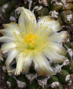 Cactus Flowers 1007