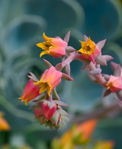 Cactus Flowers 1055