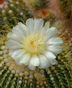 Cactus Fowers 1039