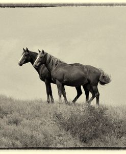 1402 Mustangs Of The Badlands B&W