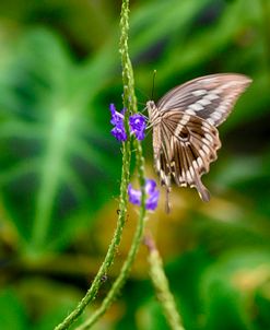 2011_Butterfly House-HDR