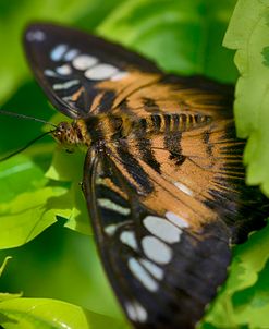 2026_Butterfly House-HDR