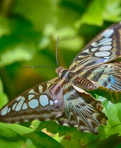 2028_Butterfly House-HDR