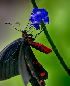 2034_Butterfly House-HDR