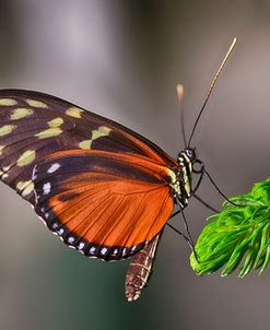 1981_Butterfly House-HDR