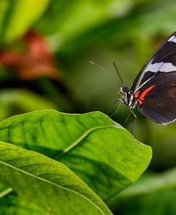 2114_Butterfly House-HDR