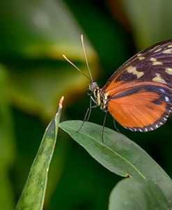 2116_Butterfly House-HDR