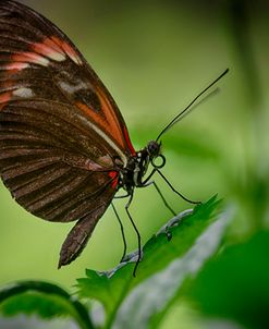 2119_Butterfly House-HDR