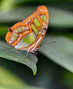 2052_Butterfly House-HDR