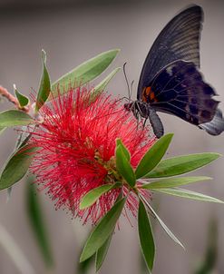 2068_Butterfly House-HDR