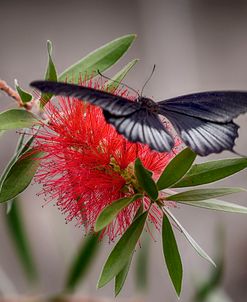 2071_Butterfly House-HDR