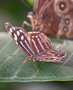 2080_Butterfly House-HDR