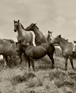 1421Mustangs-2016-B&W