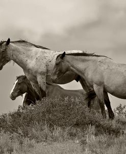 1558Mustangs-2016-B&W