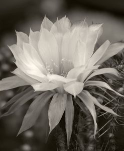 Cactus Flowers_1010-B&W