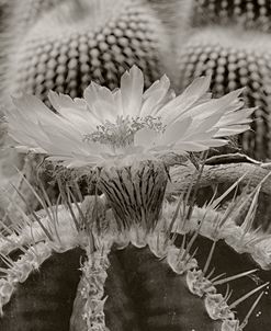 Cactus Flowers_1036-B&W
