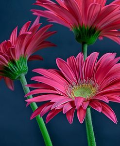 Gerbera Daisy HDR-2