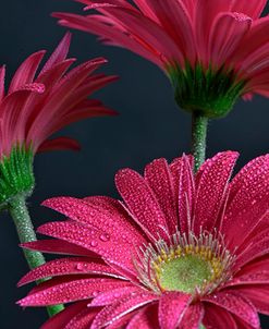 Gerbera Daisy HDR-3