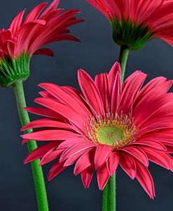 Gerbera Daisy HDR