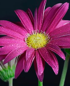 Gerbera Daisy