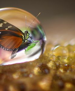 Butterfly in a Bubble