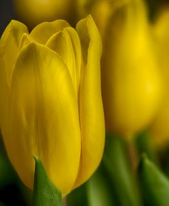GS-Yellow Tulips_030