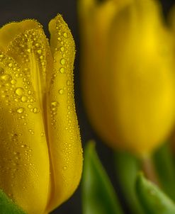 GS-Yellow Tulips_032