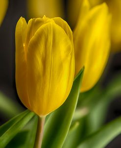 GS-Yellow Tulips_035