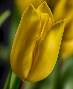 GS-Yellow Tulips_037
