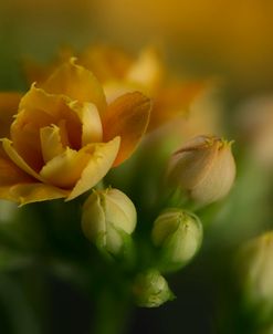 GS-Kalanchoe_1277