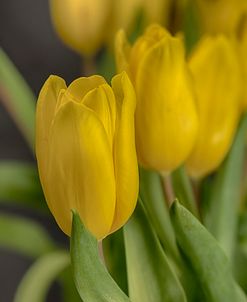 GS-Yellow Tulips_029