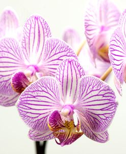 Orchid-2017-31