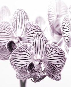 Orchid-2017-31bw