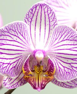 Orchid-2017-32